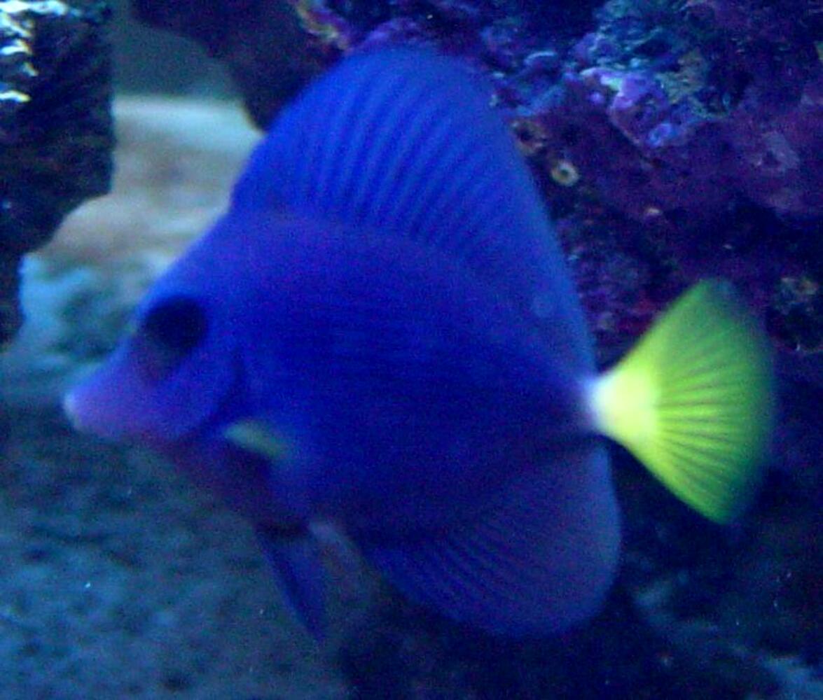 Purple Tang (Zebrasoma xanthurum) 0851purpletang.jpg